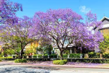 25 BLUE JACARANDA TREE ( Fern Tree / Brazilian Rose Wood / Green Ebony ) Jacaranda Mimosifolia Seeds